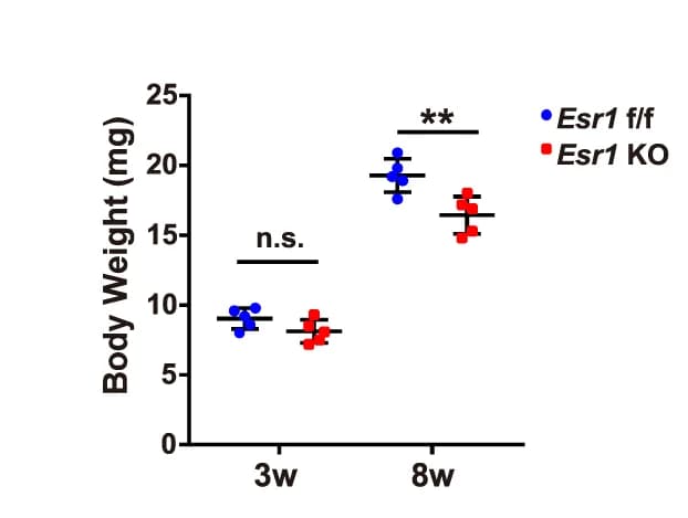 Open access visualization of Scatter Plot, Error Bars, Statistical Analysis, Body Weight, Mice