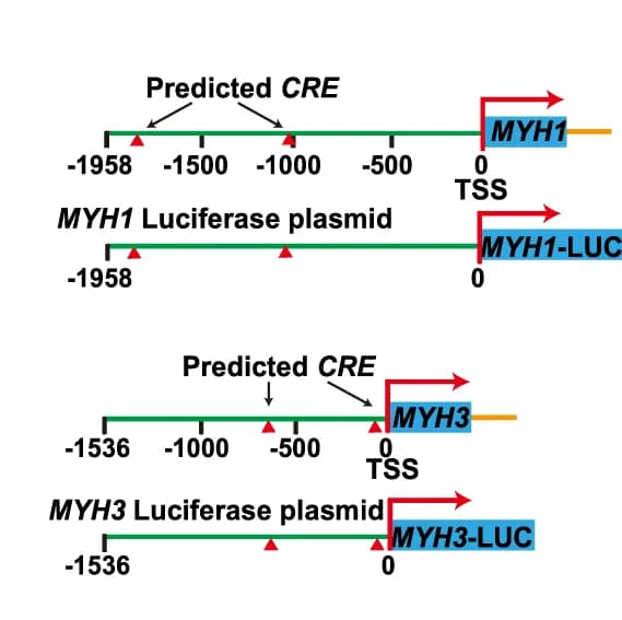 Open access visualization of Illustration, Luciferase Construct, CREB Binding Site, cAMP Response Element, Transcription Starting Site
