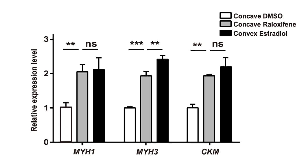 Open access visualization of Bar Plot, Error Bars, Clustered, mRNA Level, MYH1