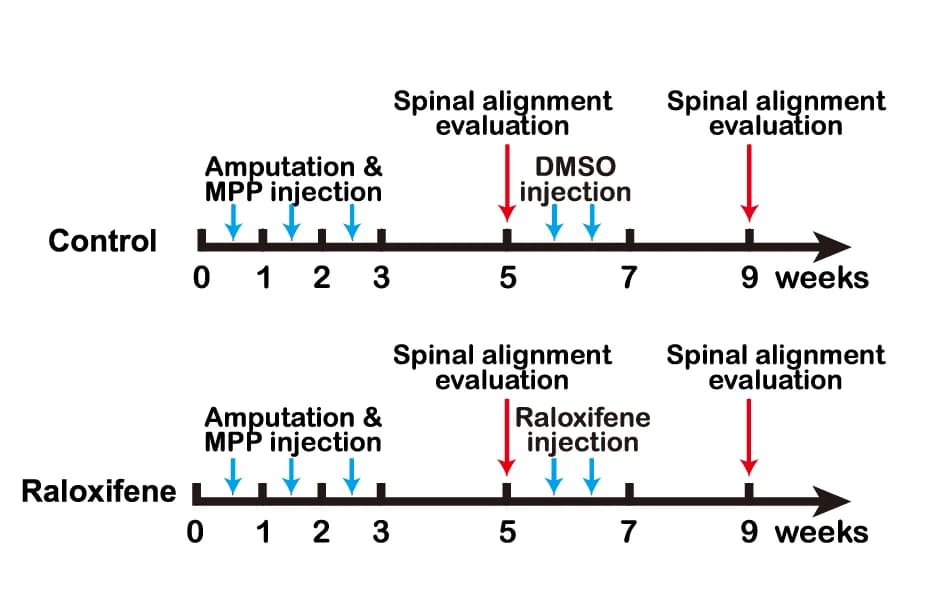 Open access visualization of Workflow, Raloxifene, AIS, Scoliosis, Mouse Model