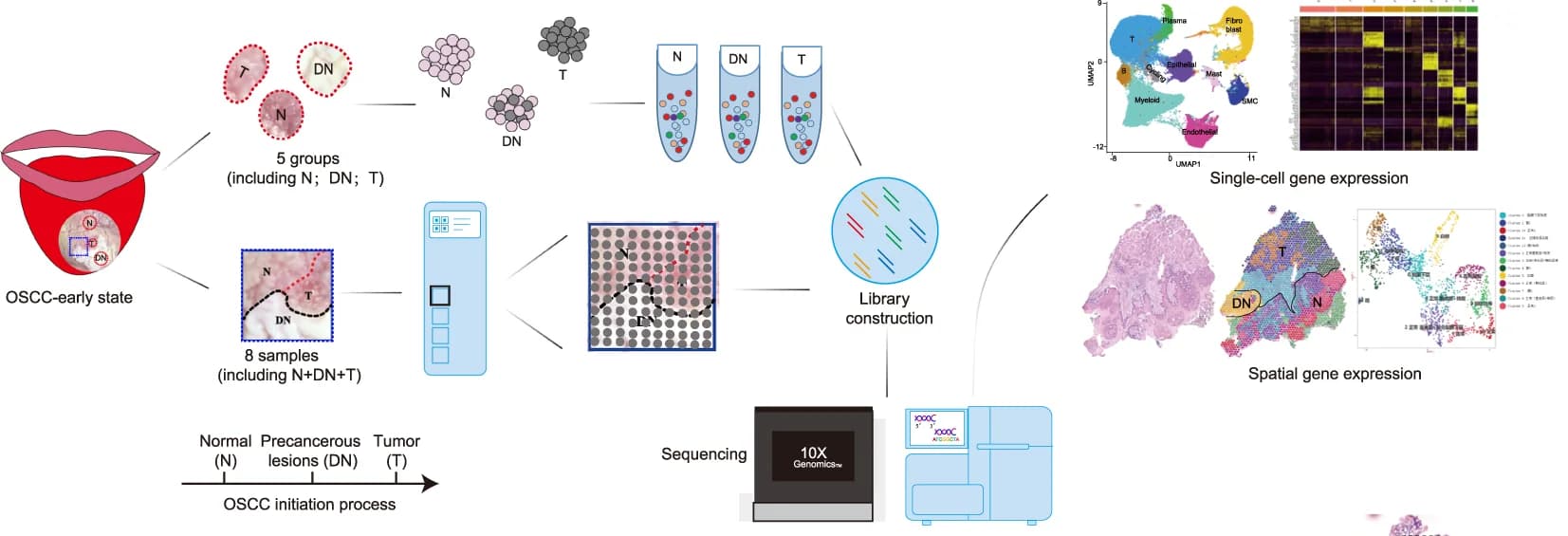 Open access visualization of UMAP, Heatmap, Scatter Plot, Microscopy, Illustration