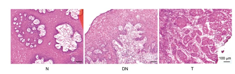 Open access visualization of Microscopy, H&E Staining, Tissue Samples, scRNA-seq, OSCC Initiation