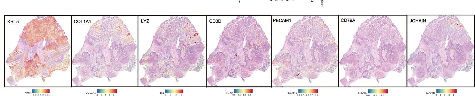 Open access visualization of Heatmap, ST Feature Plots, Marker Genes, Cell Types