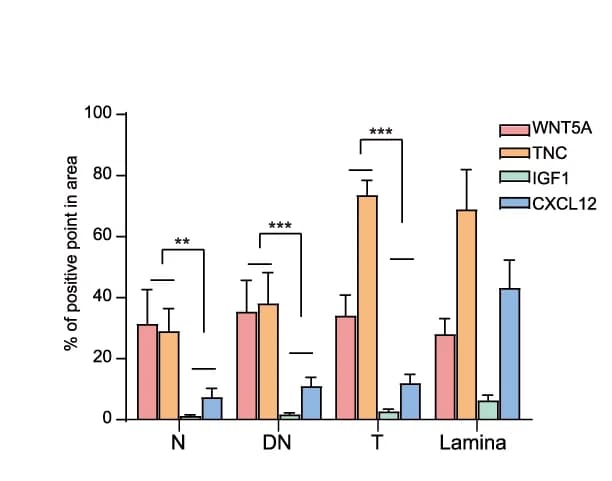 Open access visualization of Bar Plot, Error Bars, Clustered, Statistical Results, WNT5A