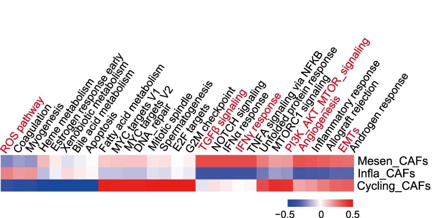 Open access visualization of Heatmap, Clustered, Enriched Hallmark Gene Sets, Mesen CAFs, Infla CAFs