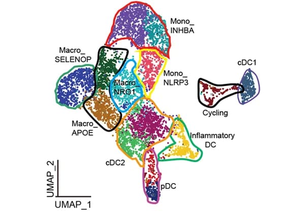 Open access visualization of Scatter Plot, UMAP, Myeloid Cells, Subclusters, Cell Types