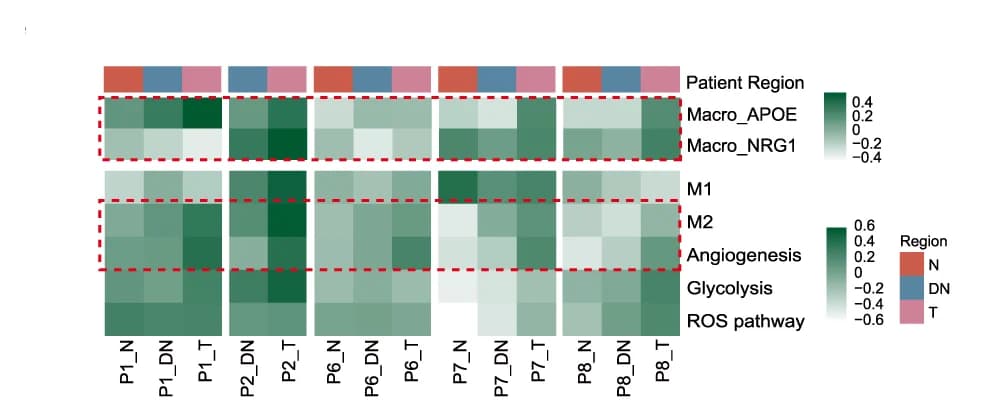 Open access visualization of Heatmap, Macro_APOE/NRG1, M1 Pathway, M2 Pathway, Angiogenesis Pathway