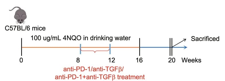 Open access visualization of Workflow, Illustration, Flowchart, OSCC, 4NQO