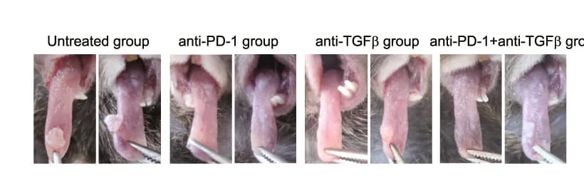 Open access visualization of Photo, Intraoral lesions, Mice, Tongue