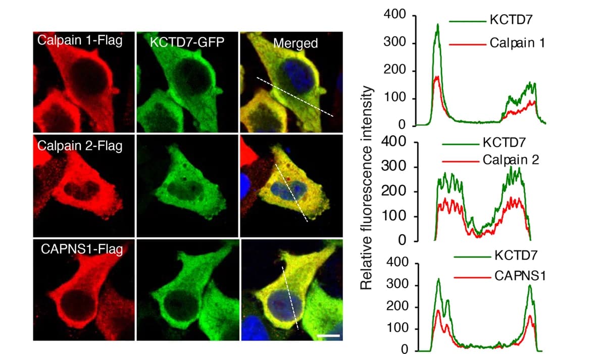 Open access visualization of Microscopy, Line Plot, Confocal Microscopy, HeLa Cells, KCTD7-GFP