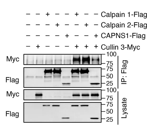 Open access visualization of Gel, Co-IP, Myc-tagged Cullin-3, Flag-tagged Calpain 1, Flag-tagged Calpain 2