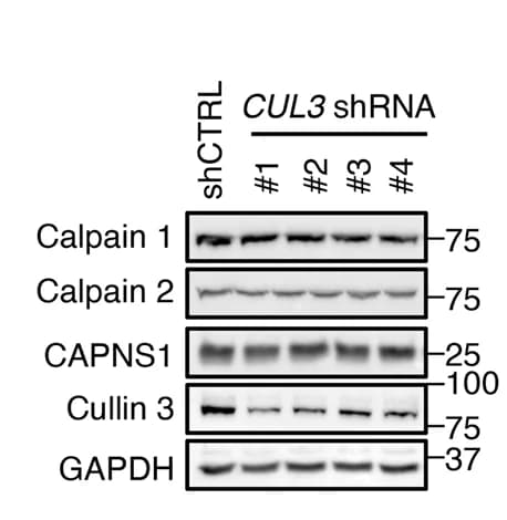 Open access visualization of Gel, Cullin-3, shRNAs, HEK293 Cells, Cell Lysates