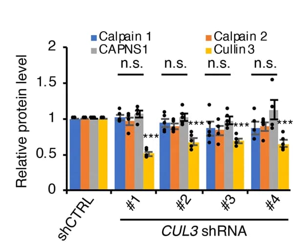 Open access visualization of Bar Plot, Error Bars, Clustered, Cullin-3, shRNAs