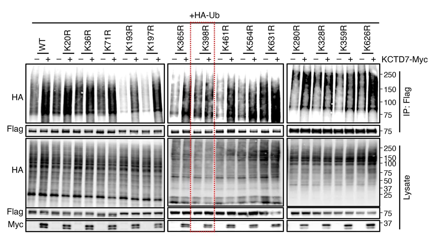 Open access visualization of Gel, In Vivo, Ubiquitination Assay, Calpain 1, K-R Mutants