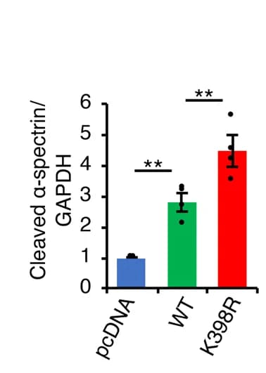 Open access visualization of Bar Plot, Error Bars, Calpain 1, K398R, Hela Cells
