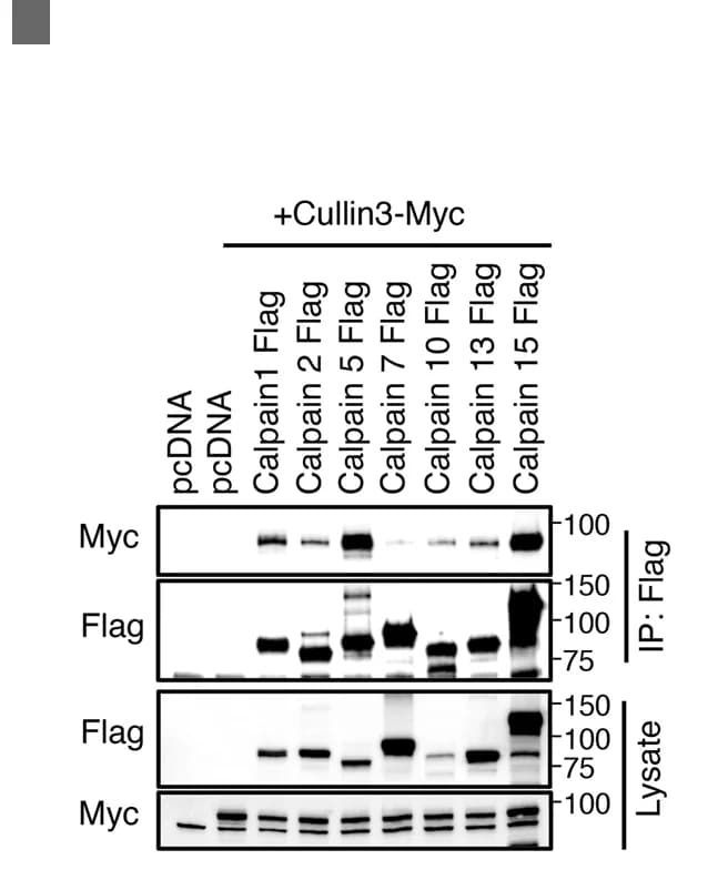 Open access visualization of Gel, Calpains, HEK293 Cells, alpha-Spectrin Cleavage, Immunoblotting