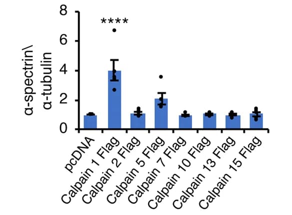 Open access visualization of Bar Plot, Error Bars, Scatter Plot, Calpains, HEK293 Cells