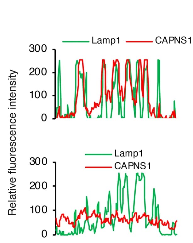 Open access visualization of Line Plot, Confocal Microscopy, Cerebellar Tissue, WT Mice, Kctd7 Mice