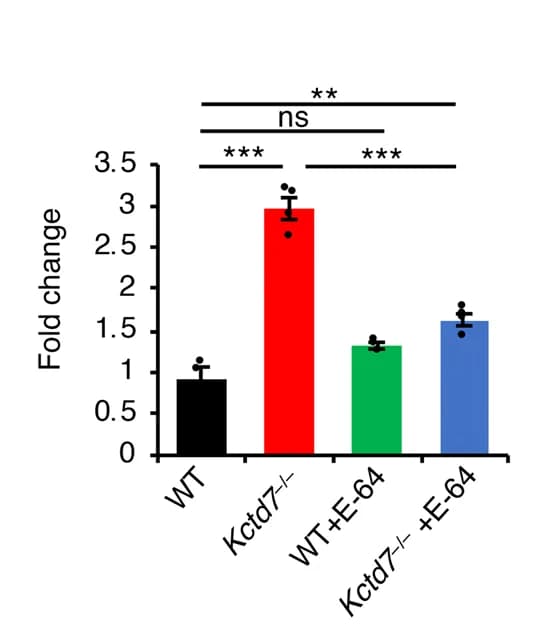 Open access visualization of Bar Plot, Error Bars, Immunoblot Analysis, Cerebellar Tissue, WT Mice
