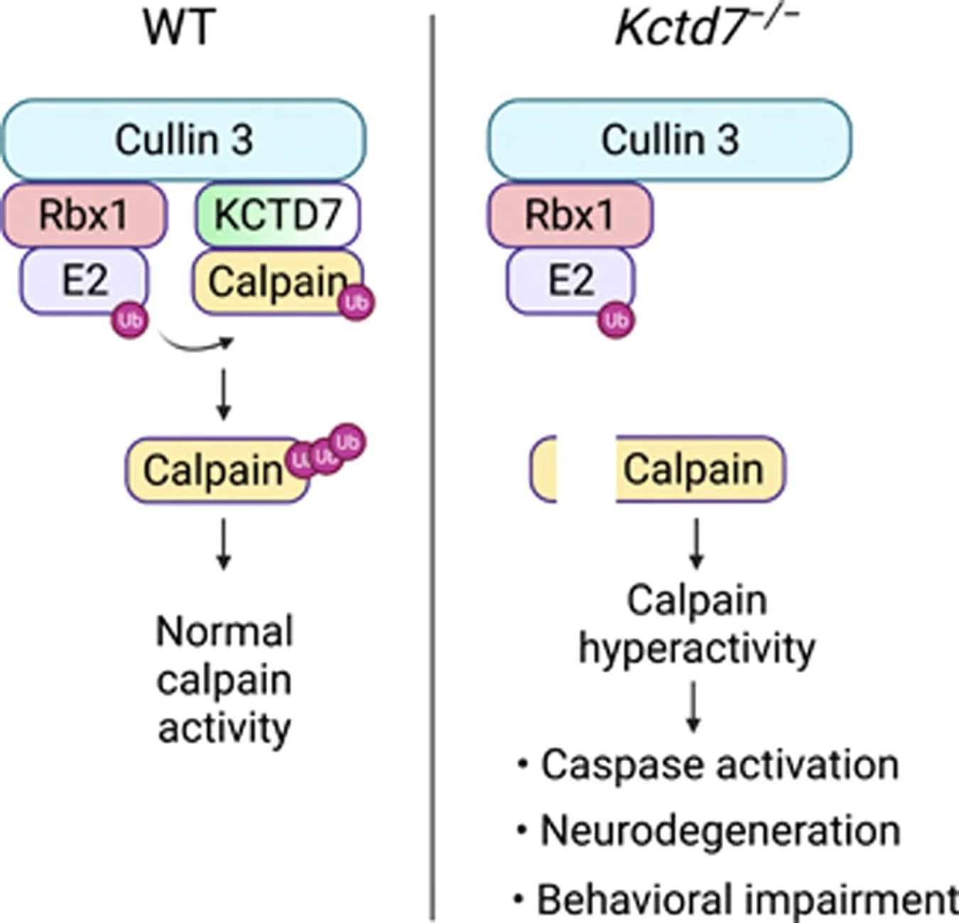Open access visualization of Workflow, Flowchart, Illustration, KCTD7, Calpain