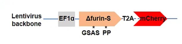 Open access visualization of Workflow, Flowchart, Lentivirus Plasmid, S Variant, mCherry