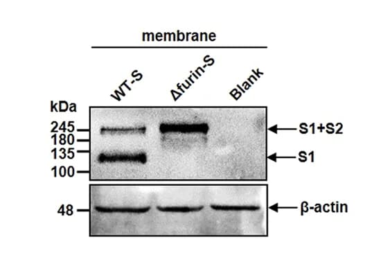 Open access visualization of Gel, Western Blotting, Membrane Protein, WT-S Cell Line, Furin-S Cell Line