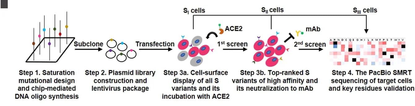 Open access visualization of Workflow, Illustration, Heatmap, Flowchart, High-Throughput Screening