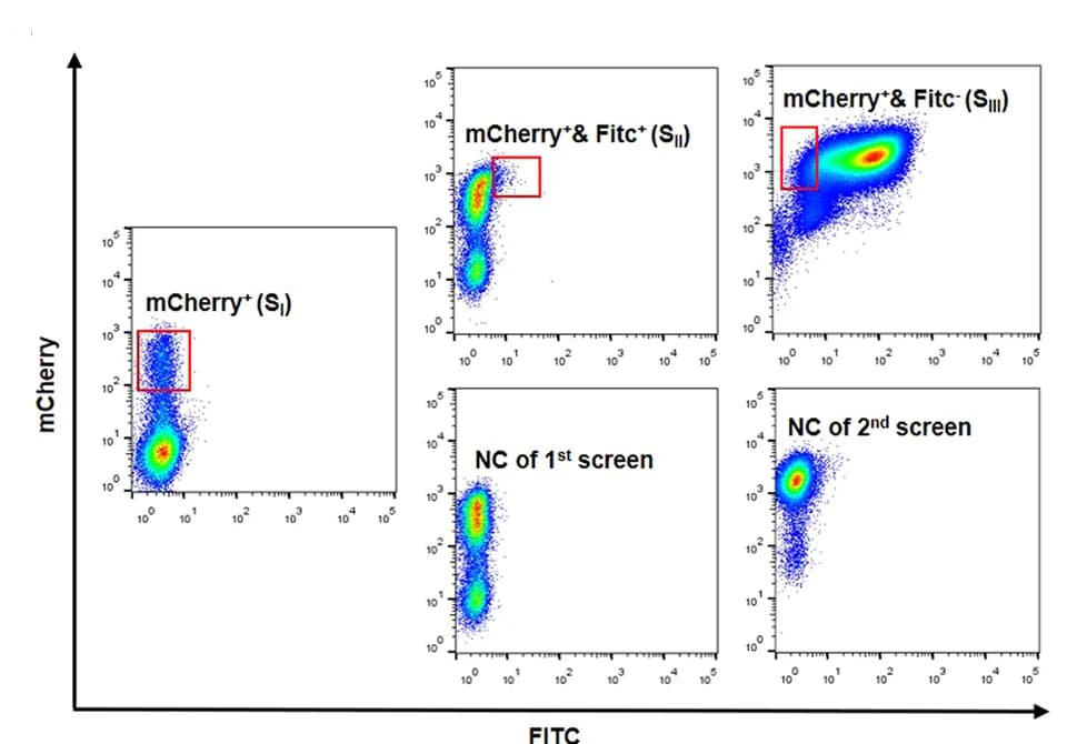Open access visualization of Scatter Plot, Cell Sorting, S I Cells, S II Cells, S III Cells