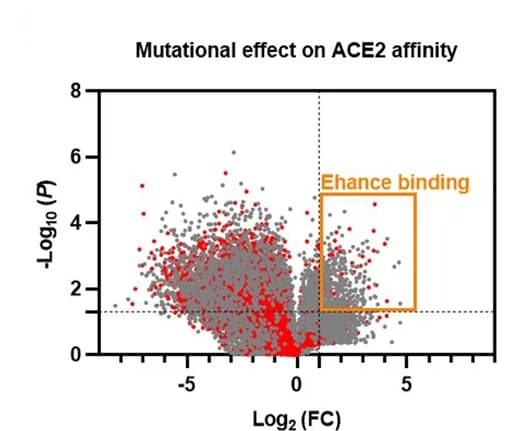 Open access visualization of Volcano Plot, ACE2 Affinity, Mutational Effect, RBD, Non-RBD
