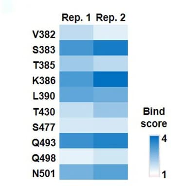Open access visualization of Heatmap, Hotspot Residues, RBD, Replicates, Bind Score