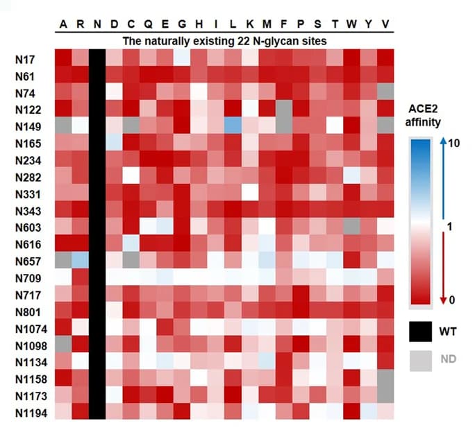 Open access visualization of Heatmap, N-glycan sites, Asparagine, Mutation