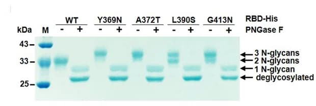 Open access visualization of Gel, PNGase F treatment, His-tagged RBD variants, N-glycans, Deglycosylation
