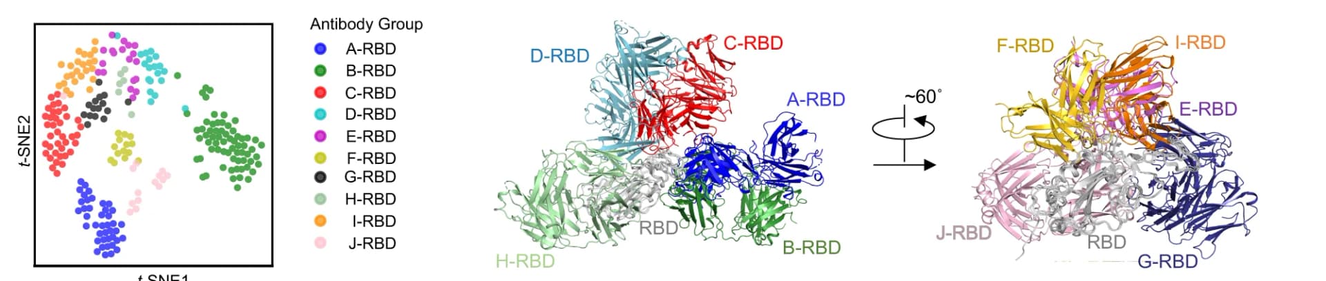 Open access visualization of Scatter Plot, UMAP, Protein Structure, Cluster Distribution, Antibody