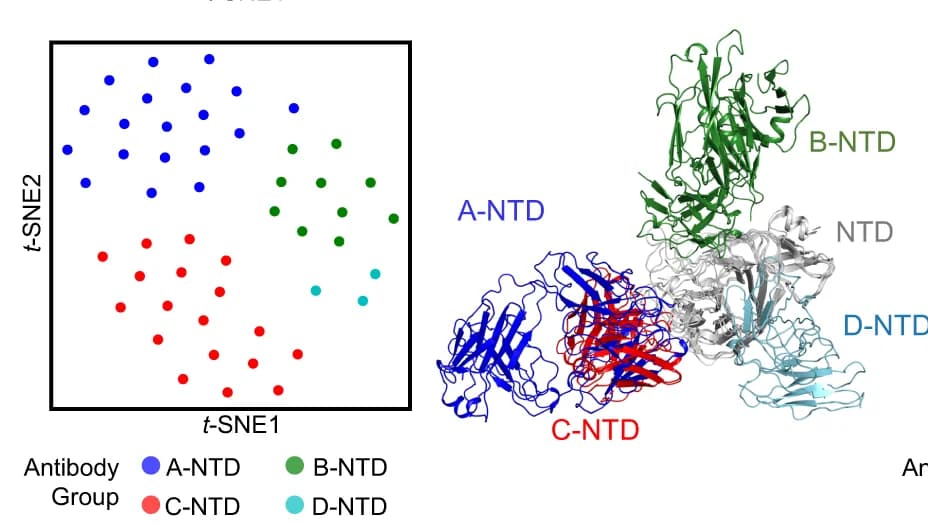 Open access visualization of Scatter Plot, 3D Plot, Protein Structure, Antibody, N-Terminal Domain
