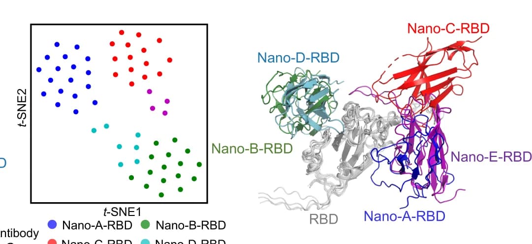 Open access visualization of Scatter Plot, Protein Structure, Nanobody, Receptor Binding Domain, Antibody