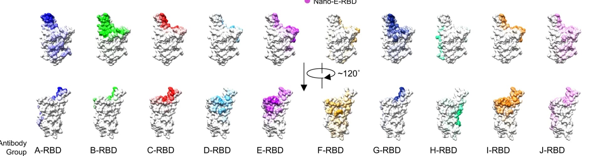Open access visualization of Protein Structure, Epitope Distribution, Antibody, Receptor Binding Domain, Residue