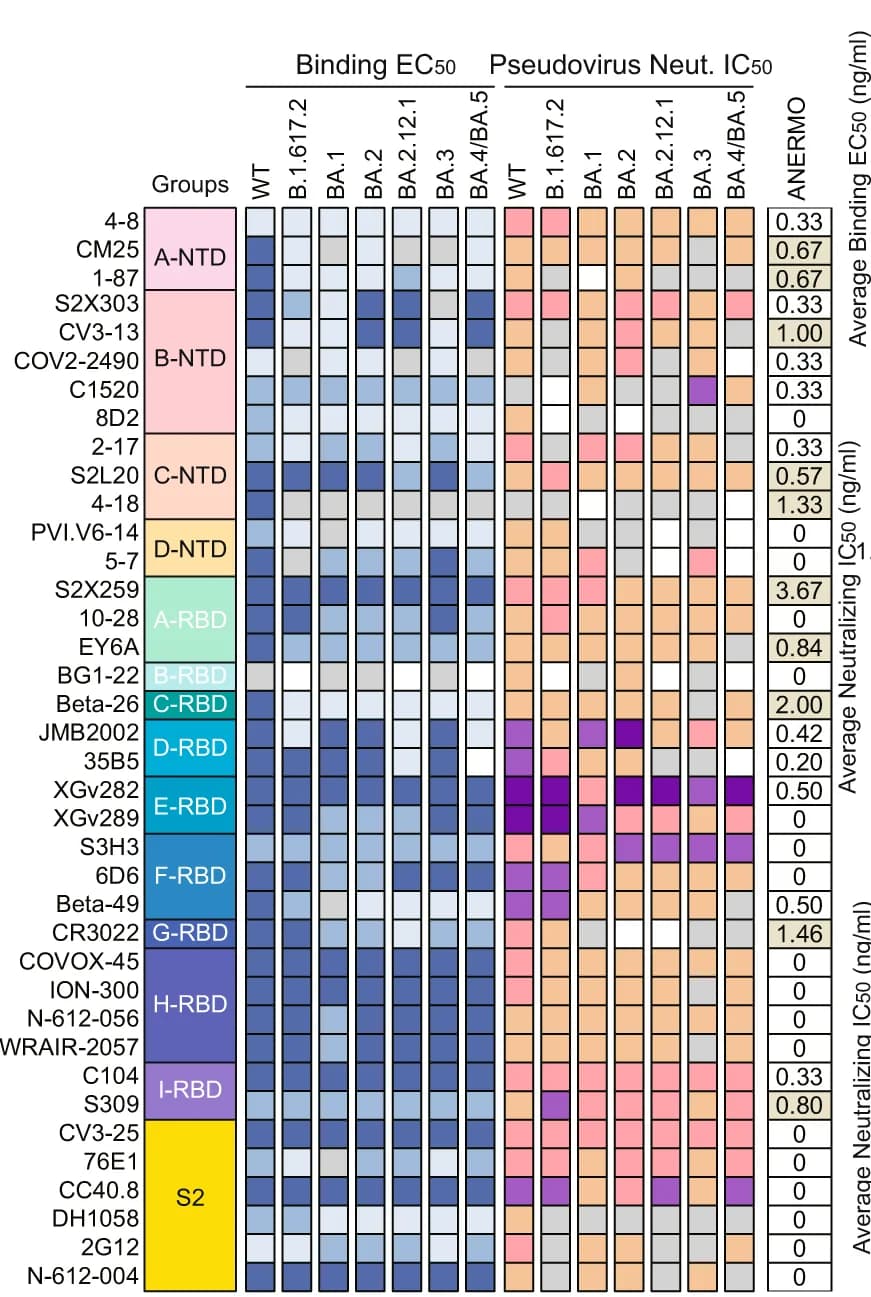 Open access visualization of Heatmap, Binding EC50, Neutralization IC50, SARS-CoV-2 Variants, Pseudotyped SARS-CoV-2 Variants