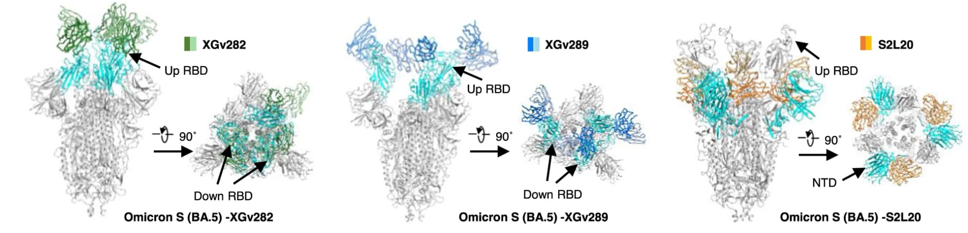 Open access visualization of Protein Structure, Cryo-EM, Omicron BA.5 S Protein, XGv282, XGv289
