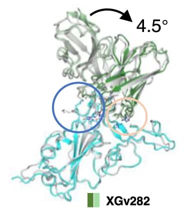 Open access visualization of Protein Structure, Omicron BA.5 RBD, XGv282, Omicron BA.1 RBD, PDB ID: 7WLC