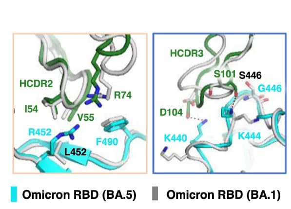 Open access visualization of Protein Structure, Omicron BA.5 RBD, XGv282, Omicron BA.1 RBD, PDB ID: 7WLC