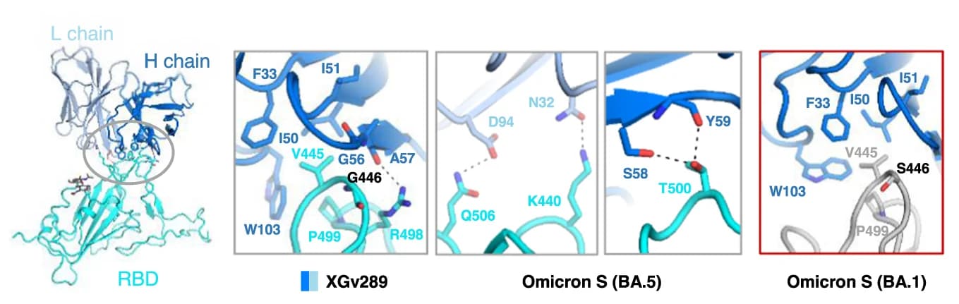 Open access visualization of Protein Structure, Chemical Structure, Omicron BA.1 RBD, XGv289, Binding Interface