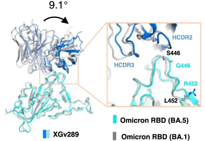 Open access visualization of Protein Structure, Omicron BA.5 RBD, XGv289, Omicron BA.1 RBD, PDB ID: 7WE9