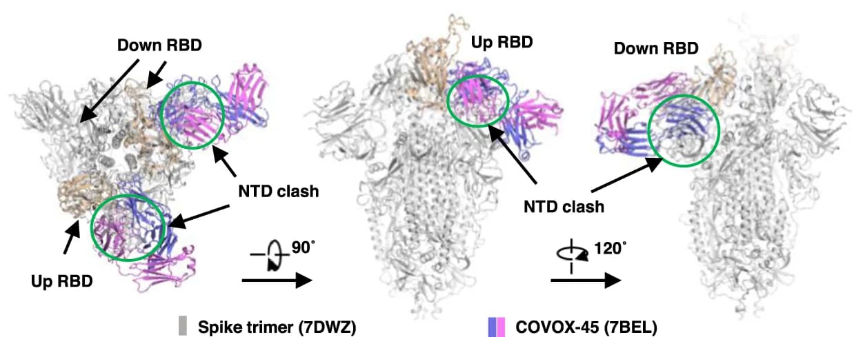 Open access visualization of Protein Structure, RBD, COVOX-45, PDB ID: 7BEL, Trimeric S Protein