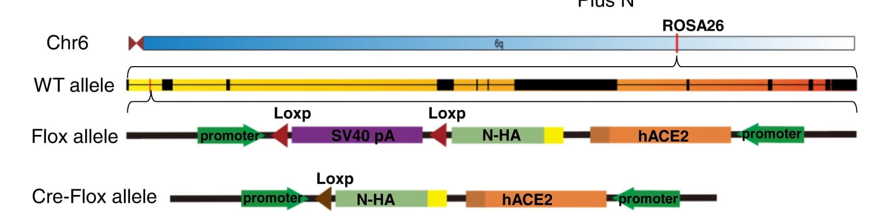 Open access visualization of Illustration, Human ACE2, SARS-CoV-2 N Genes, ROSA26, Cre Recombinase