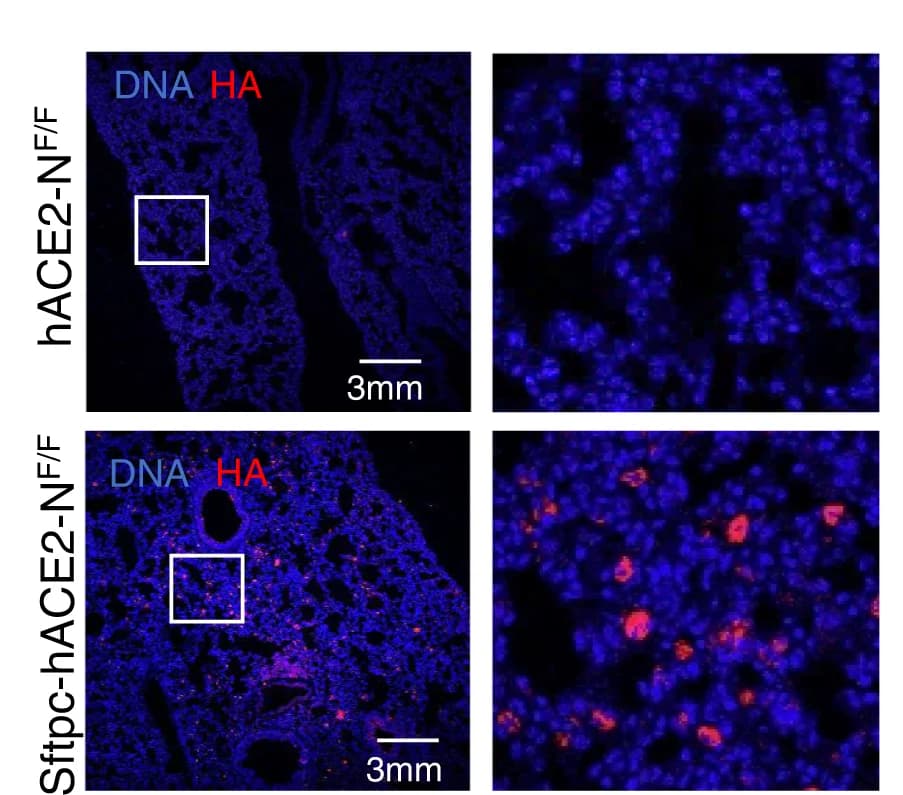 Open access visualization of Microscopy, Immunofluorescence Staining, Lung Sections, Anti-HA Antibody, DAPI