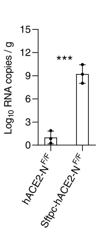 Open access visualization of Bar Plot, Error Bars, Viral RNA, qPCR, Mouse Lung Tissues