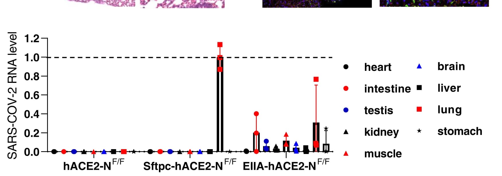 Open access visualization of Bar Plot, Error Bars, Tissue Distribution, SARS-CoV-2 Viral RNA, GFP Gene RNA
