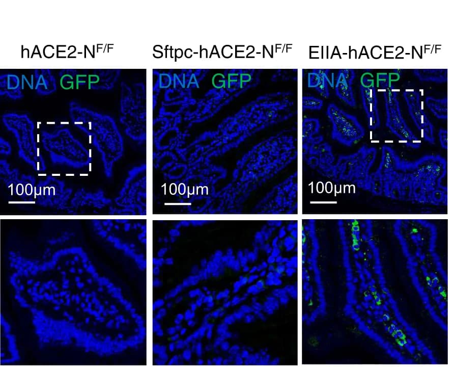 Open access visualization of Microscopy, Immunofluorescence Staining, Mouse Intestine, Paraffin Sections, SARS-CoV-2 GFP/N GFP Protein