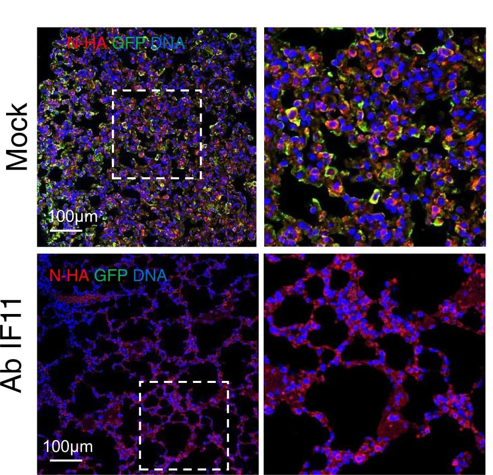 Open access visualization of Microscopy, Immunofluorescence Staining, Mouse Lungs, Vehicle, Ab1F11