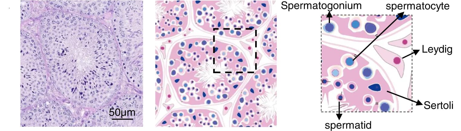 Open access visualization of Microscopy, Illustration, H&E, Testicular Section, WT Mice